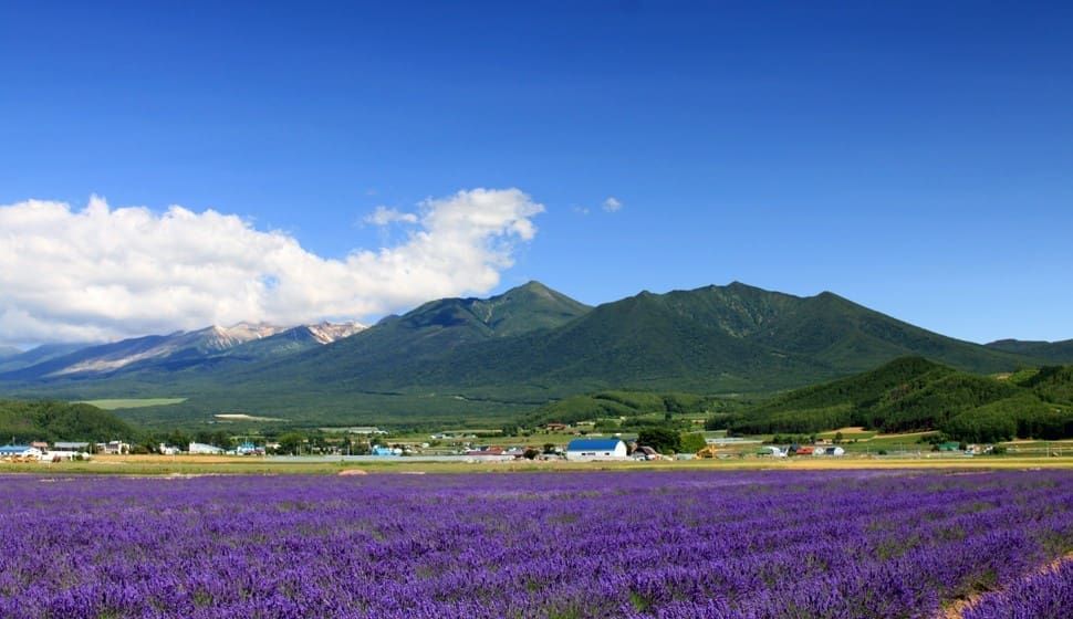 花季蜜月・北海道5天4夜蜜月旅行