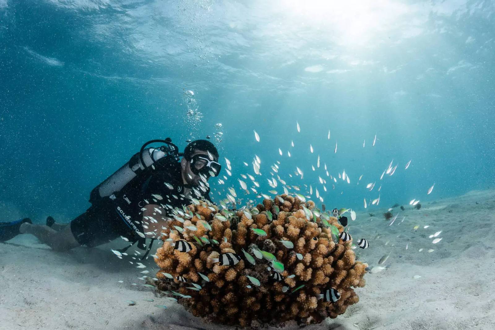 Moorea Blue Diving