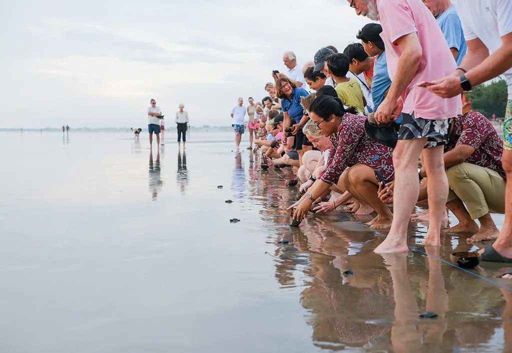 海龜野放